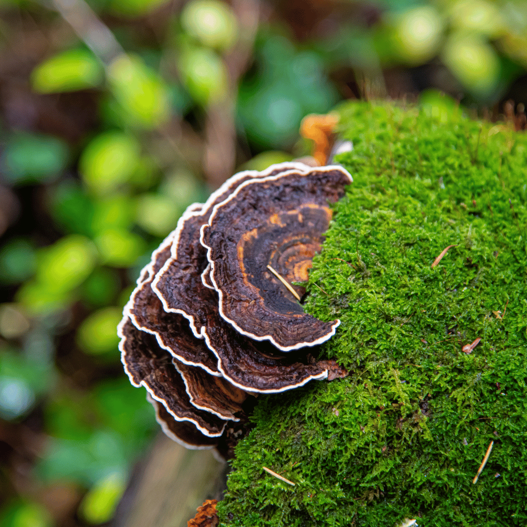 Turkeytail