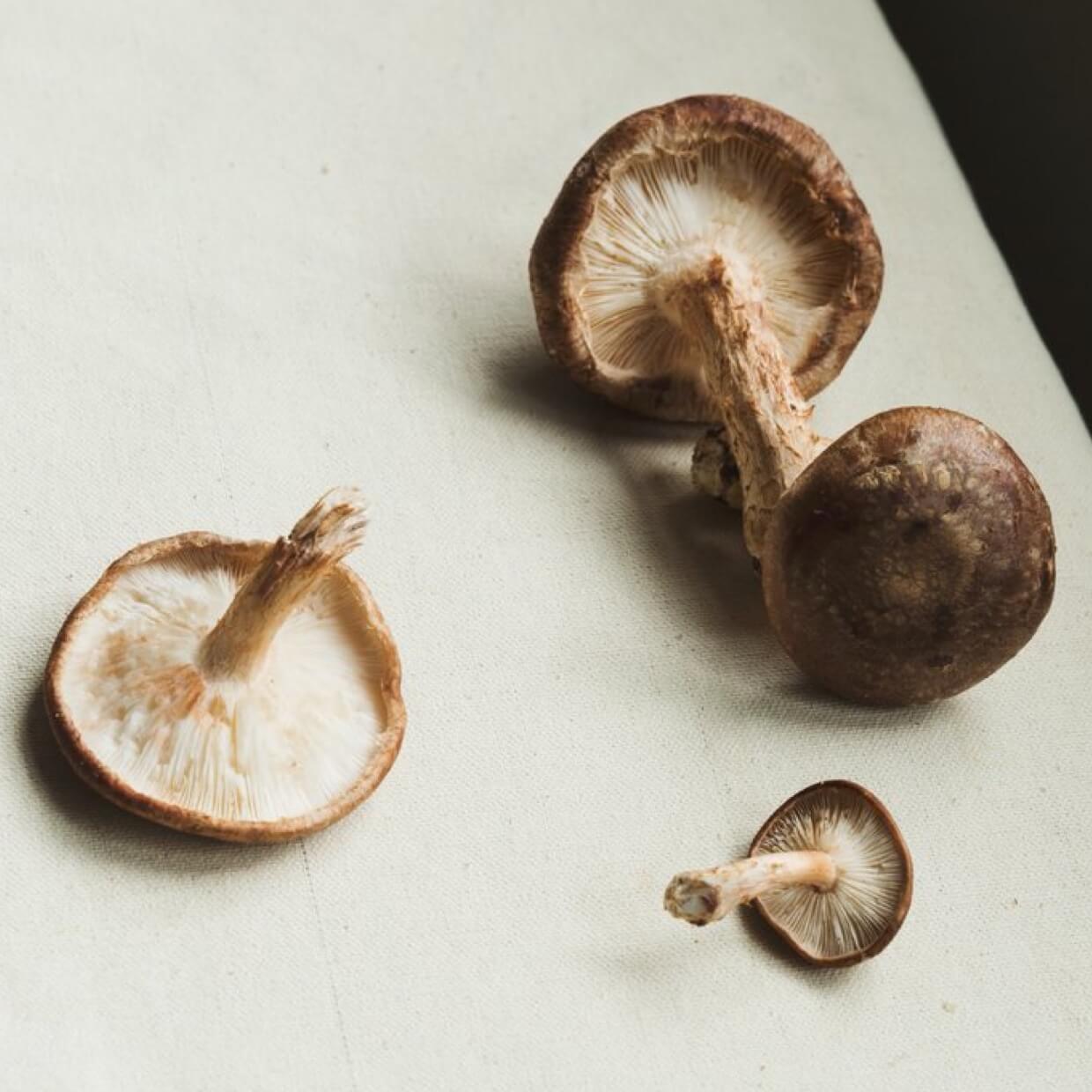 Shiitake