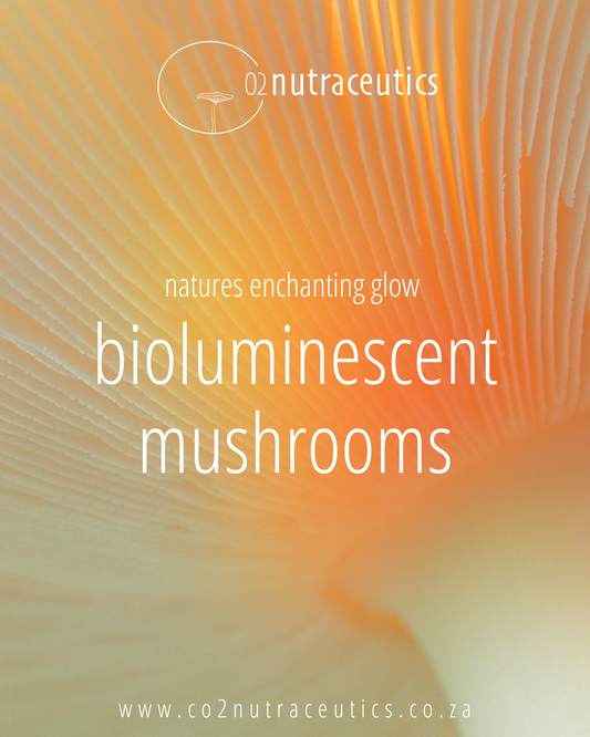 Bioluminescent Mushrooms That Light Up the Night!&nbsp;