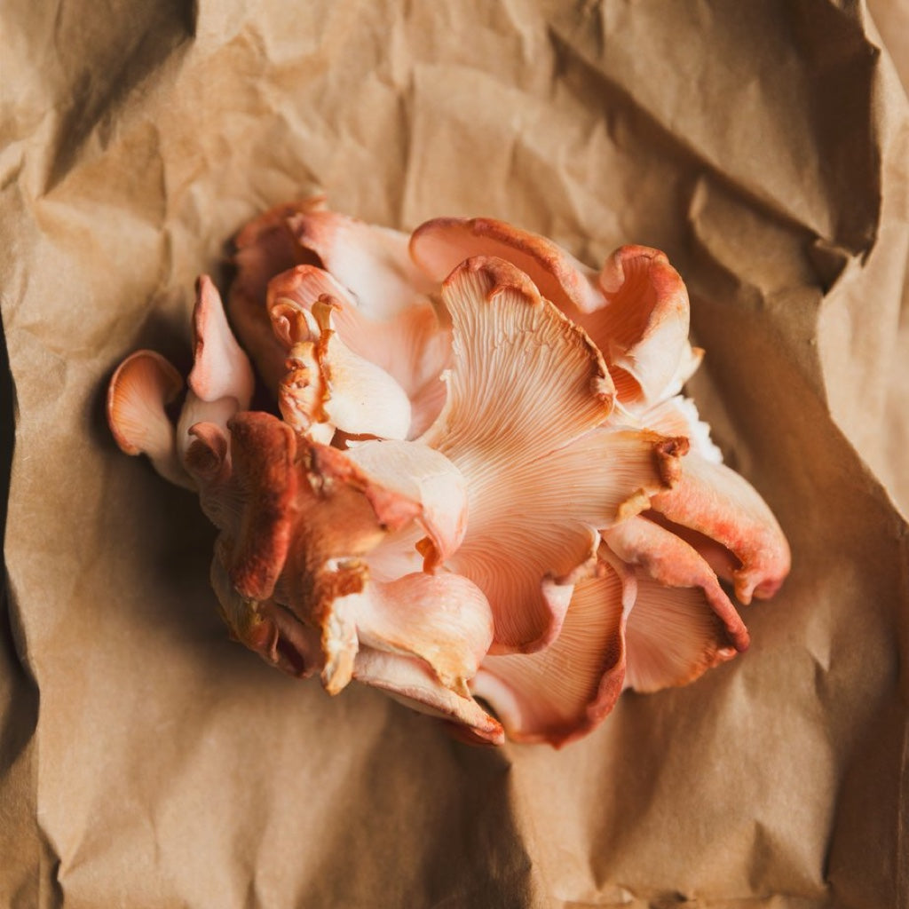 Mushroom supplements are more than just another superfood fad