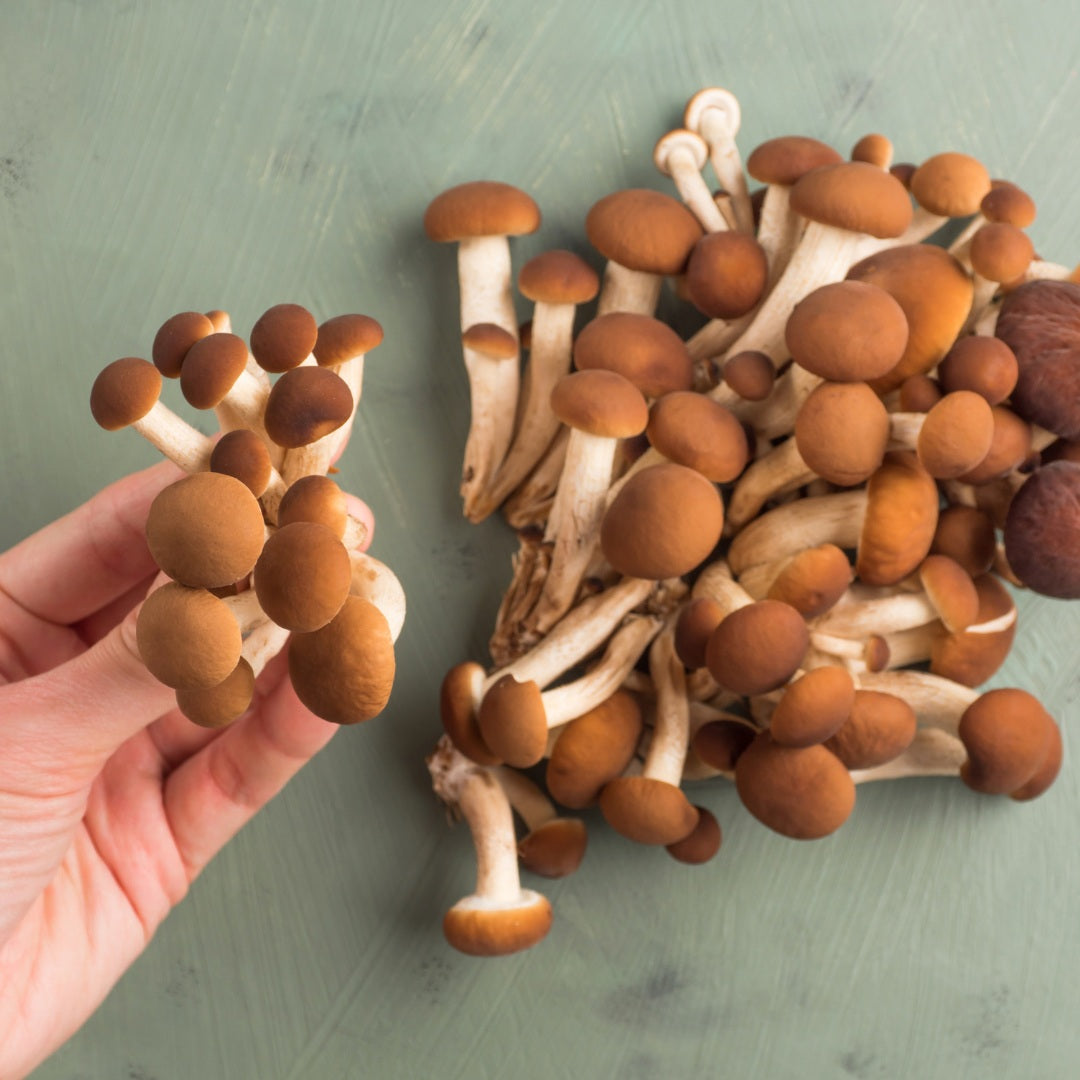 Explore the wonders of medicinal mushrooms: 5 facts to fuel your curiosity