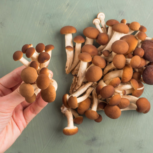 Explore the wonders of medicinal mushrooms: 5 facts to fuel your curiosity