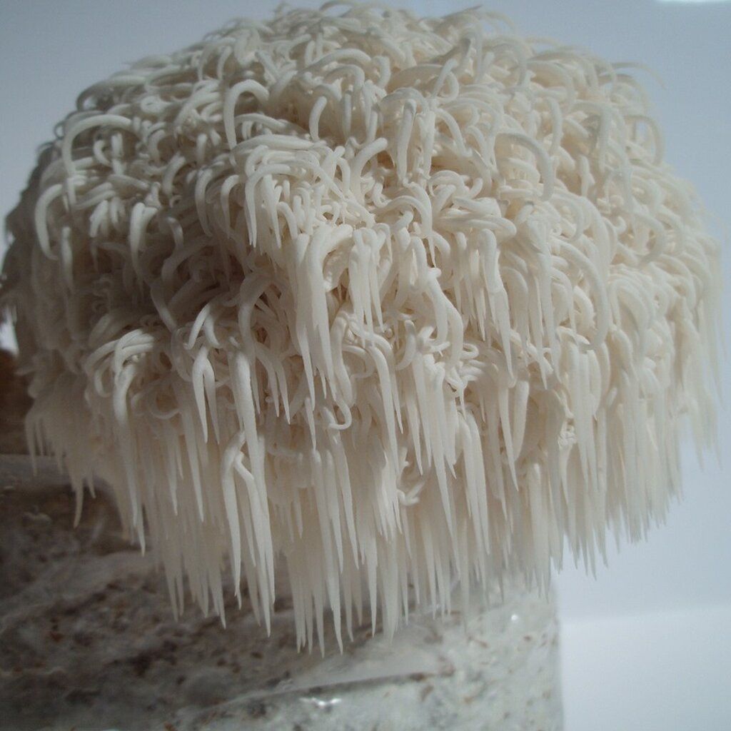 Lionsmane Mushroom - A Powerful Nootropic