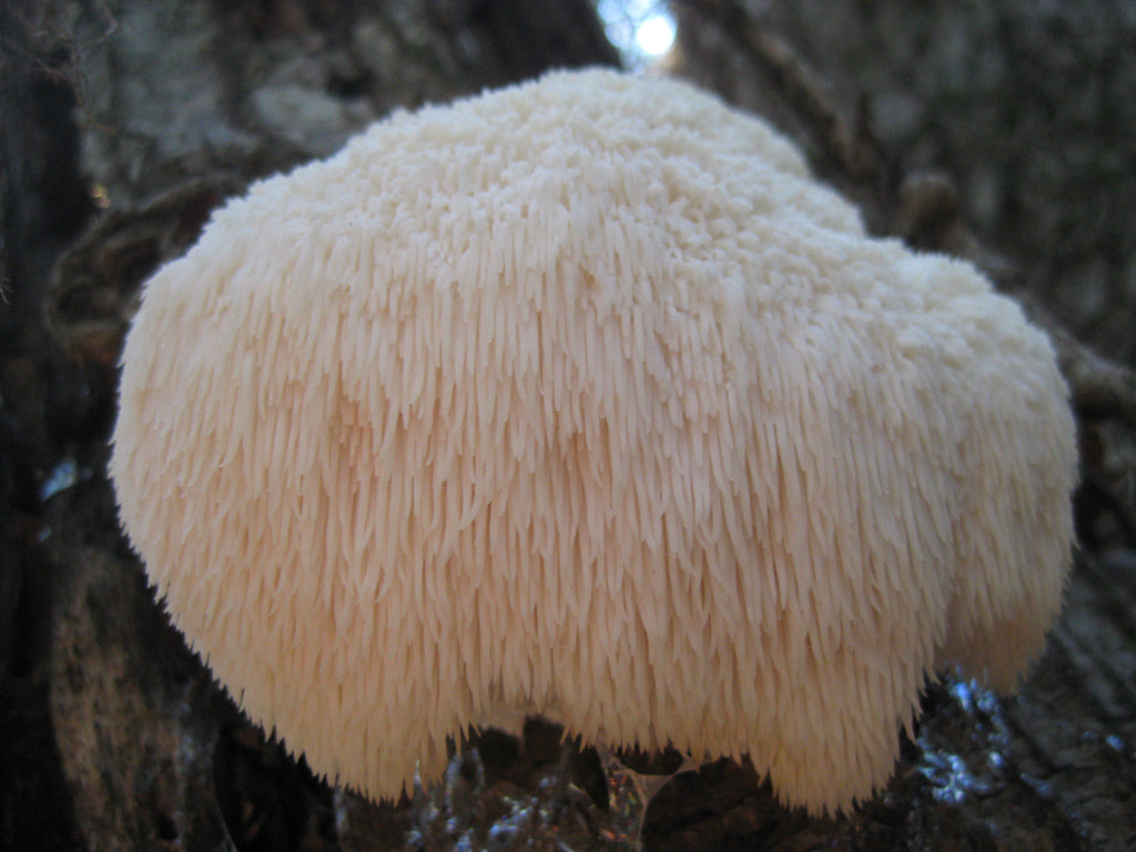 Mushroom Mix (5 In 1)