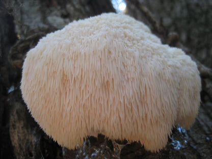 Mushroom Mix (5 In 1)