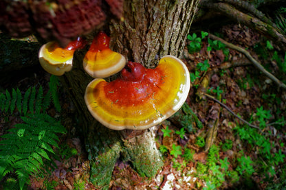 Mushroom Mix (5 In 1)