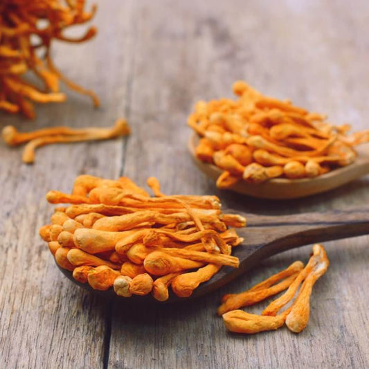 Cordyceps